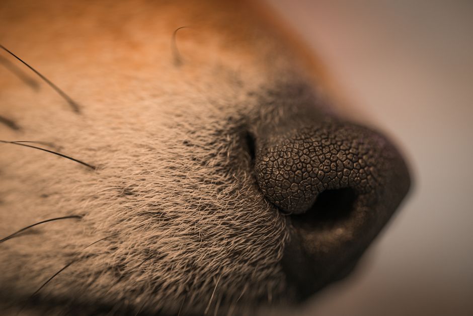 A happy dog wearing a comfortable muzzle during a walk in the park, showcasing safe pet management.